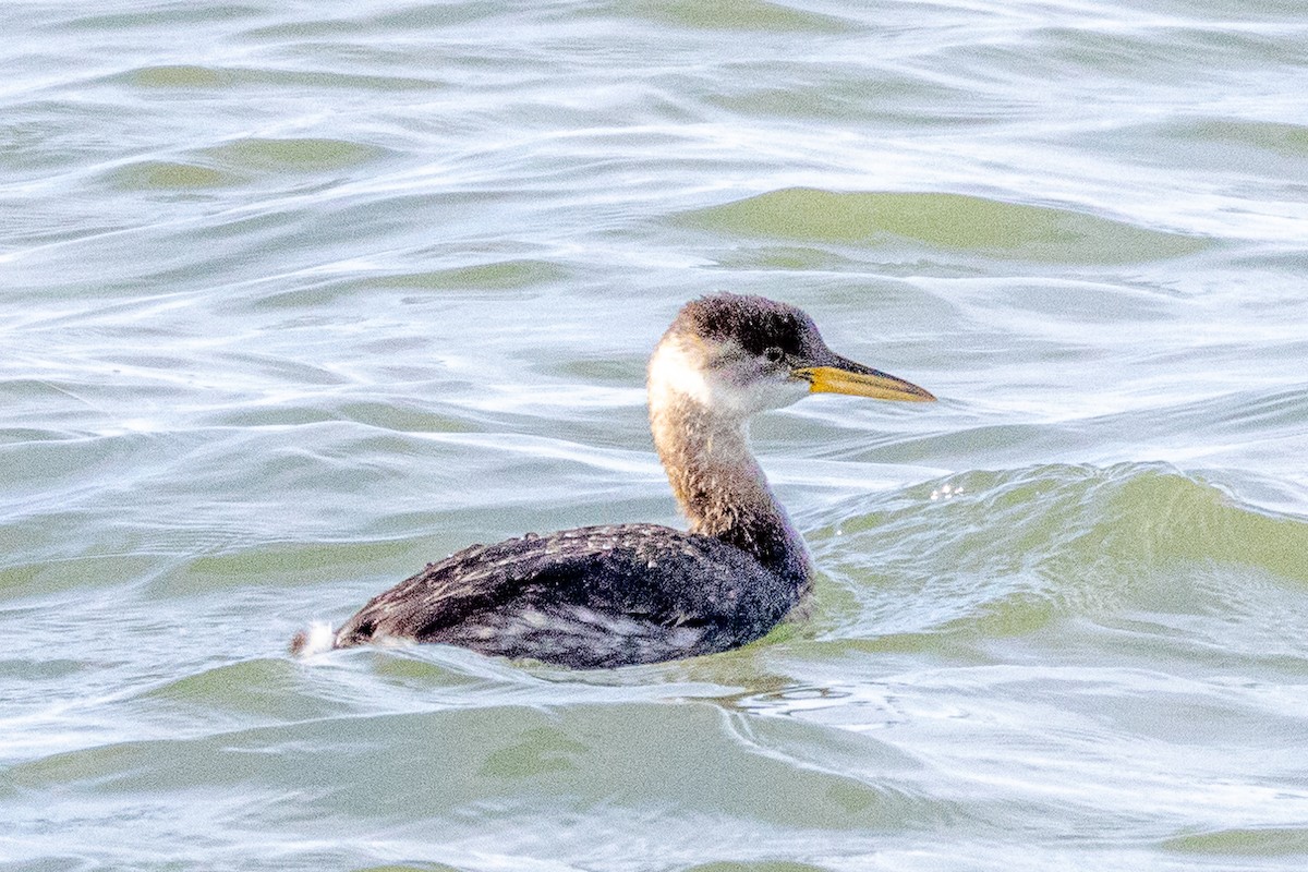 Grèbe jougris - ML645773147