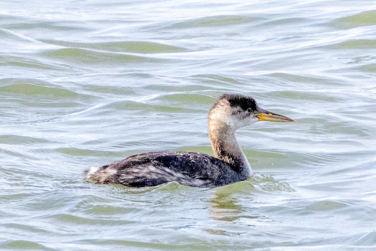 Grèbe jougris - ML645773148