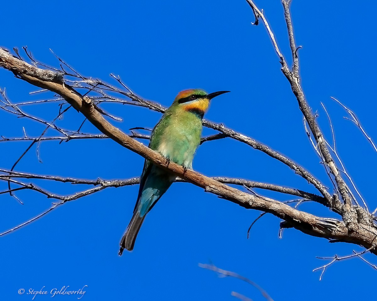 Guêpier arc-en-ciel - ML645773150