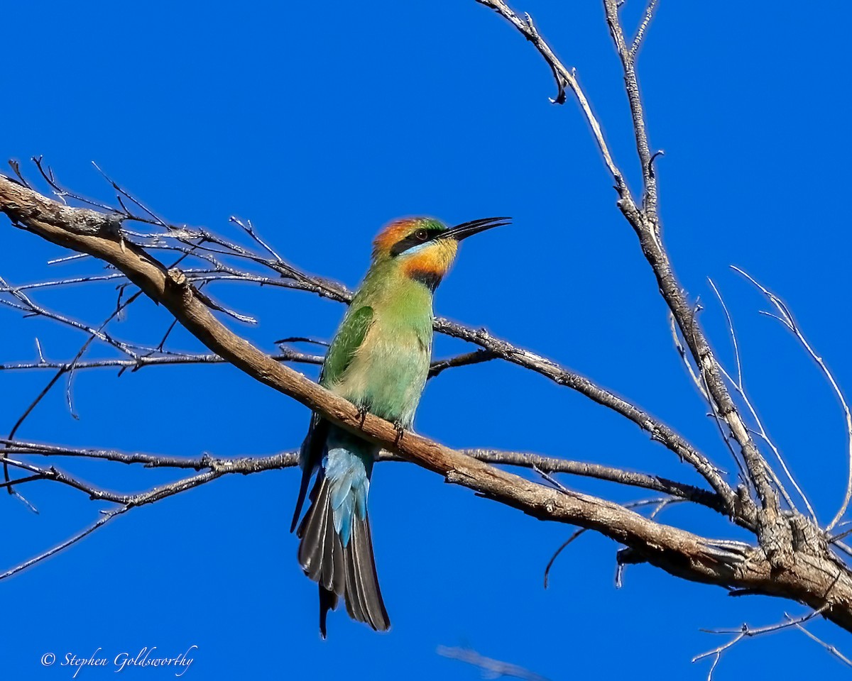 Guêpier arc-en-ciel - ML645773151