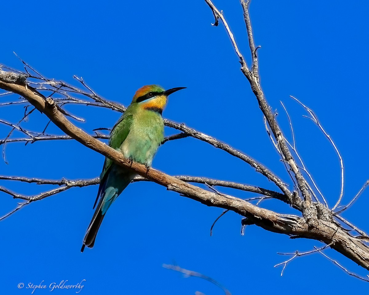 Guêpier arc-en-ciel - ML645773152