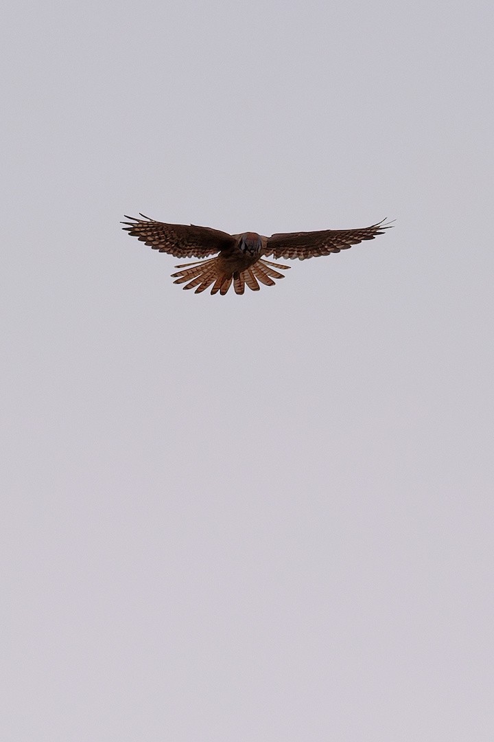 Crécerelle d'Amérique - ML645773155