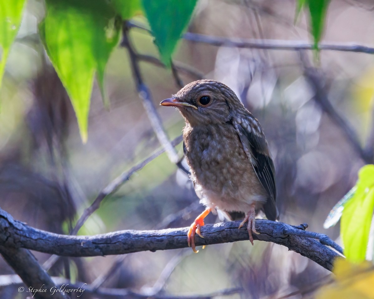 Miro à poitrine jaune - ML645773156