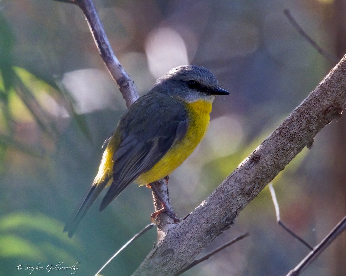 Miro à poitrine jaune - ML645773157