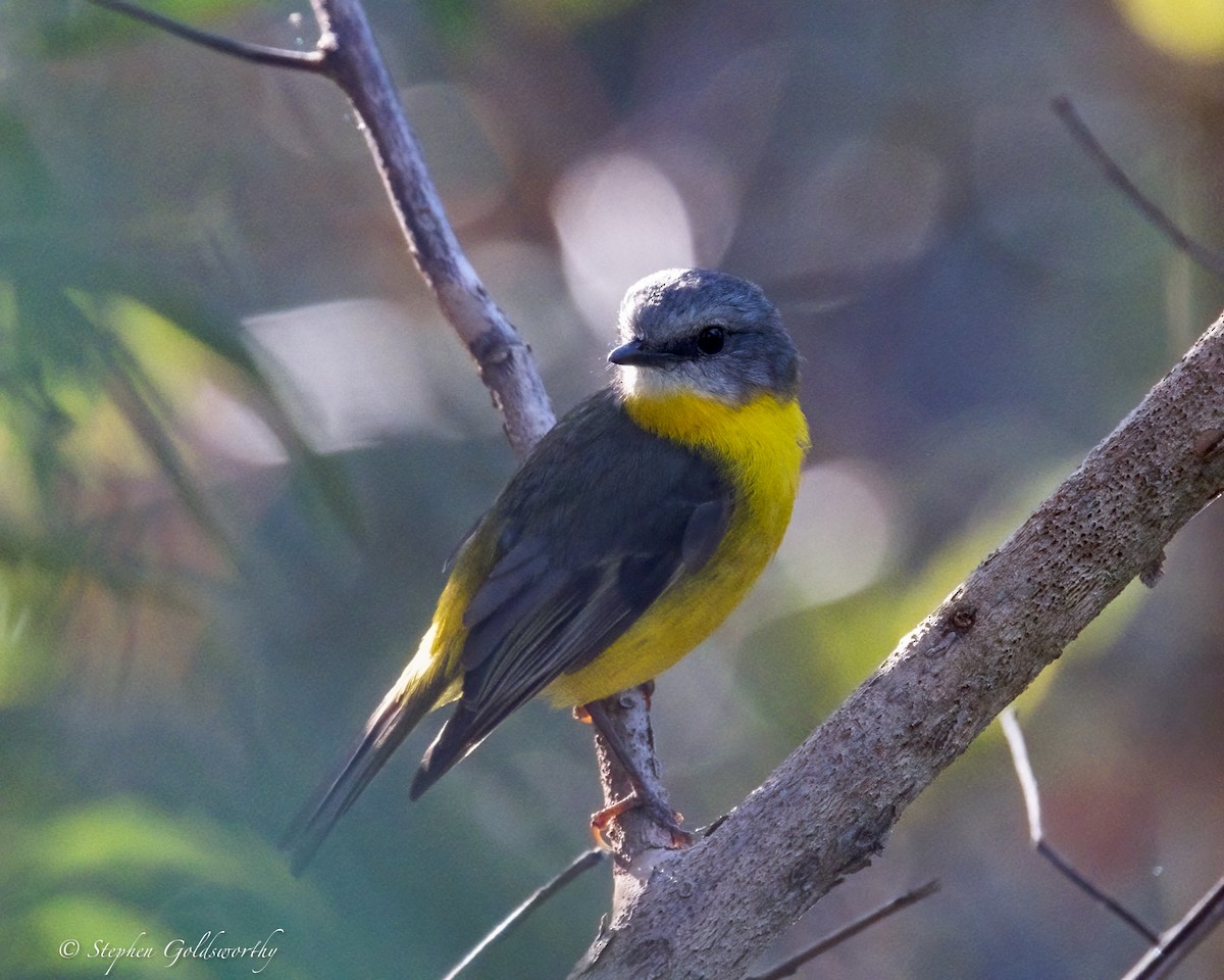 Miro à poitrine jaune - ML645773158