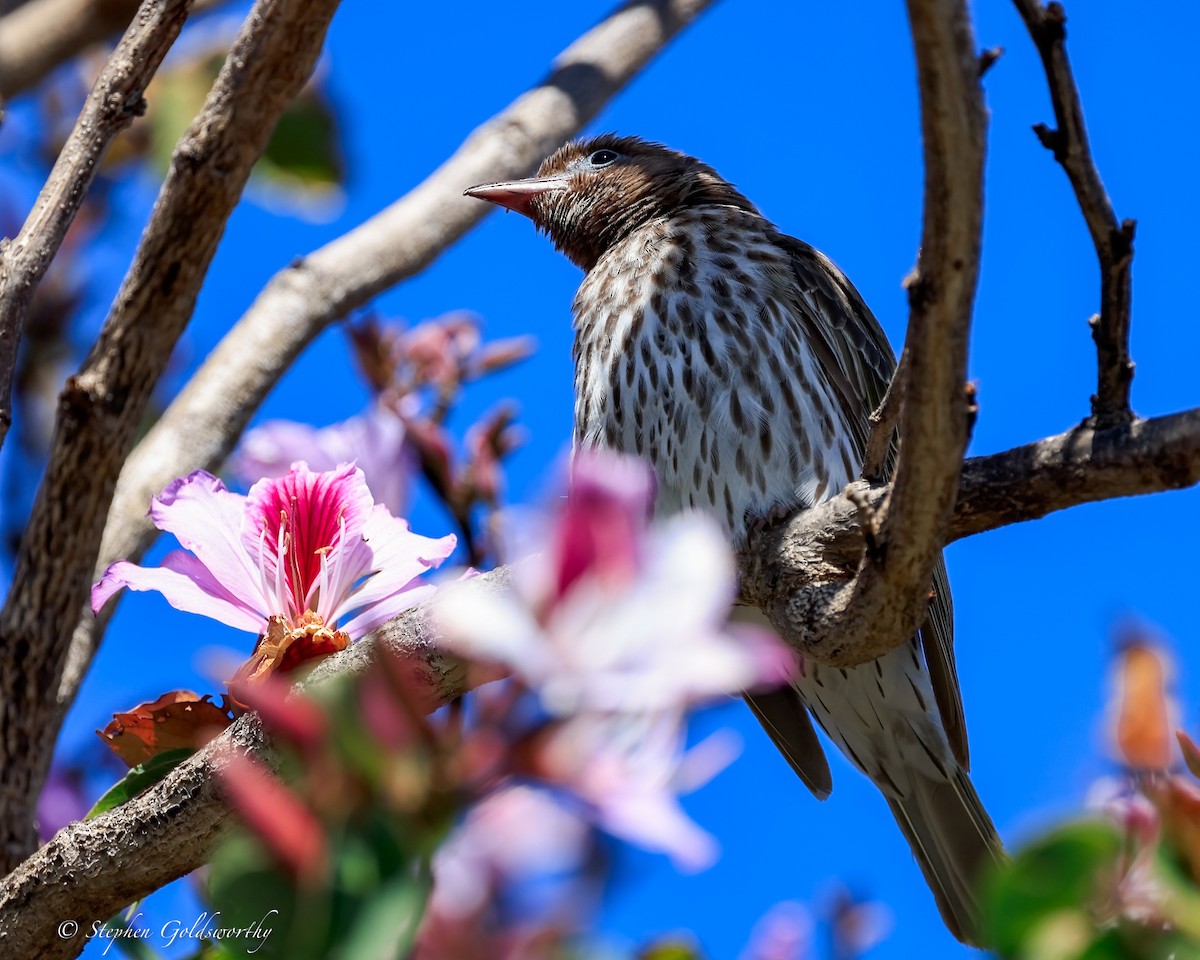 Sphécothère de Vieillot - ML645773159