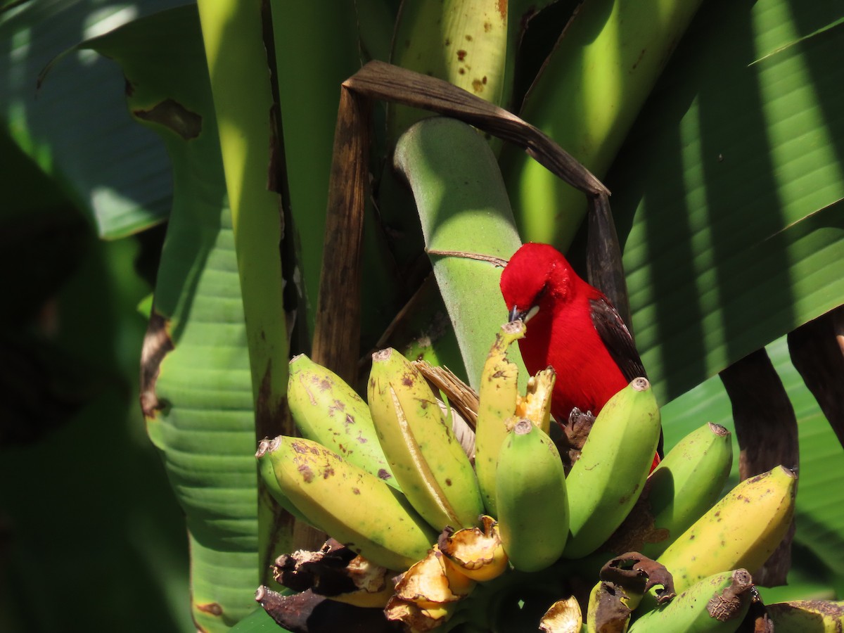 Tangara du Brésil - ML645773160