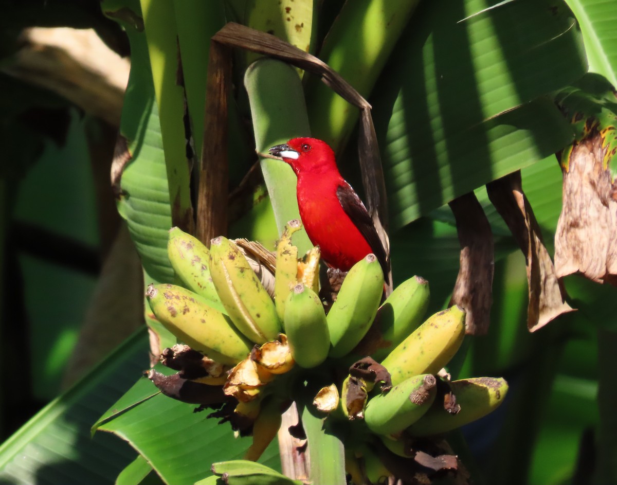 Tangara du Brésil - ML645773161