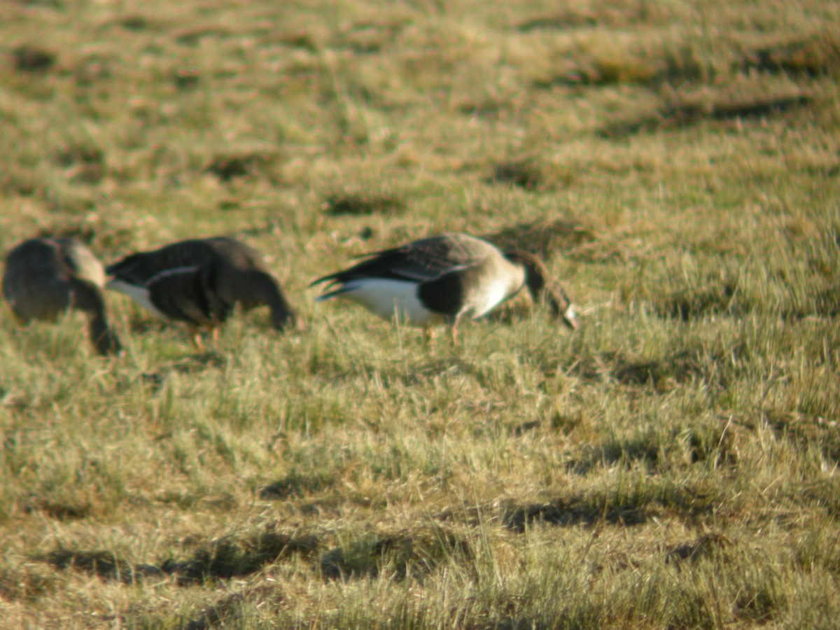 Oie rieuse - ML645773162