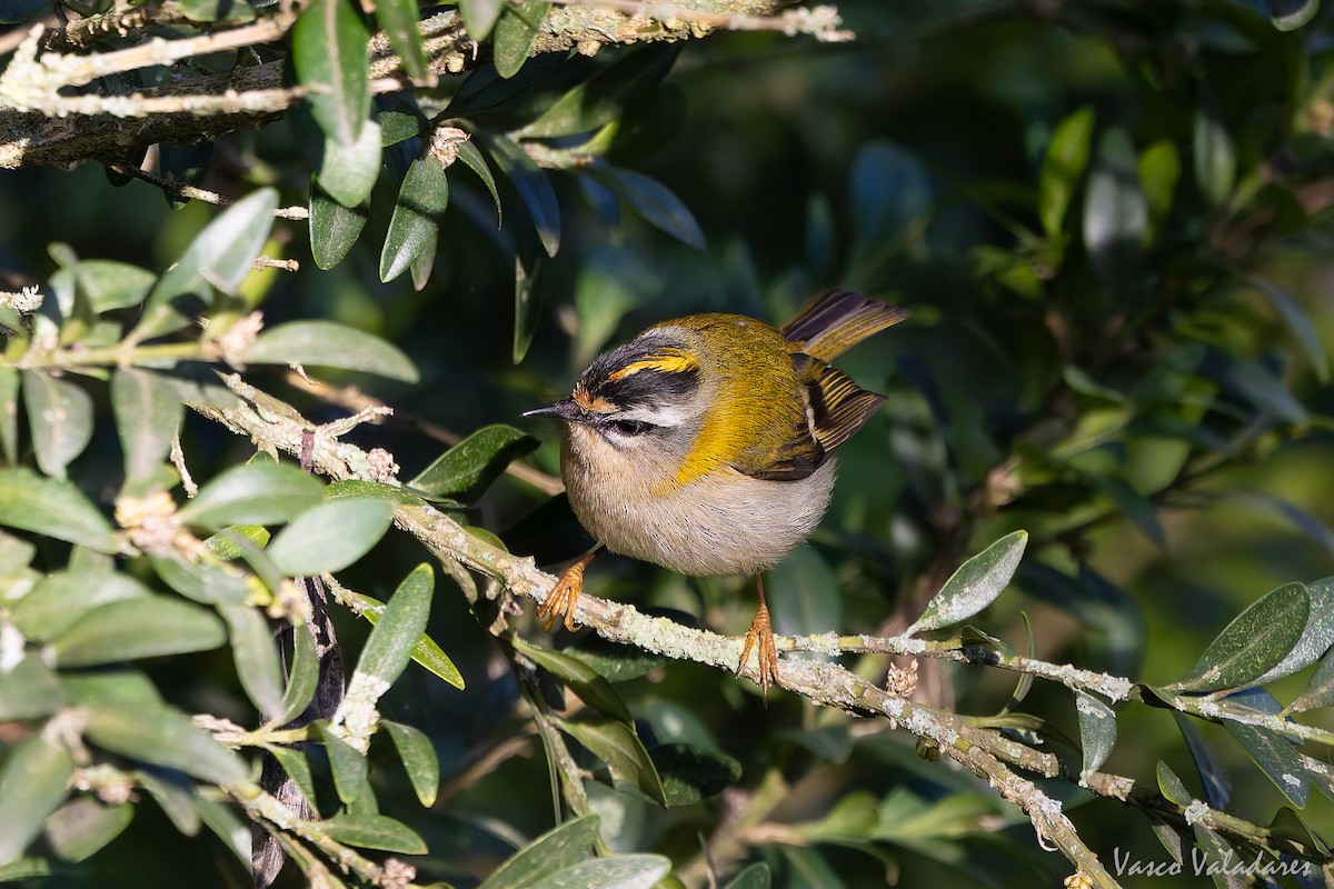 Roitelet triple-bandeau - ML645773163