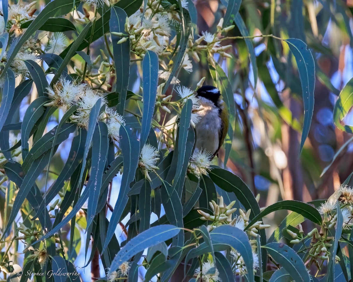 Méliphage à menton blanc - ML645773165