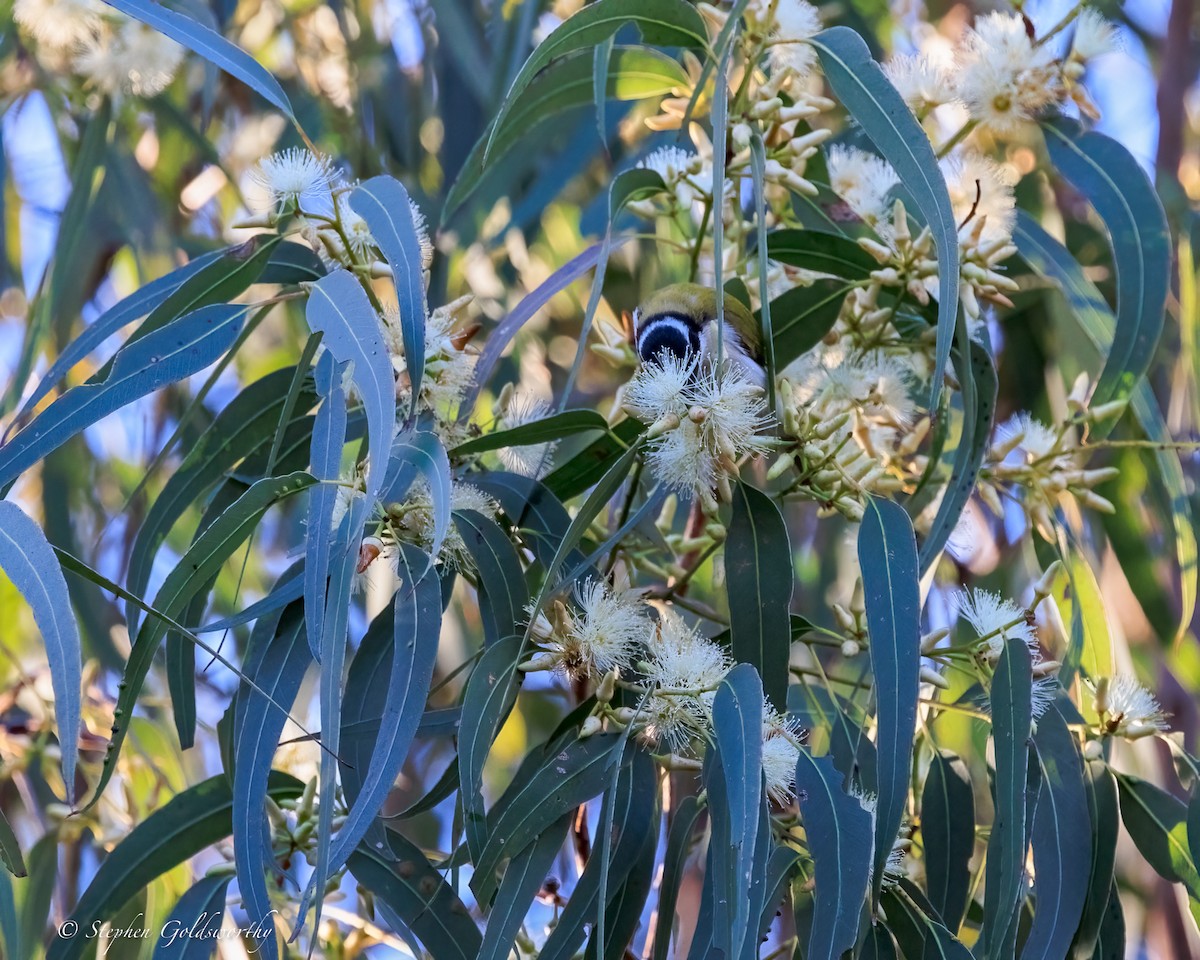 Méliphage à menton blanc - ML645773166
