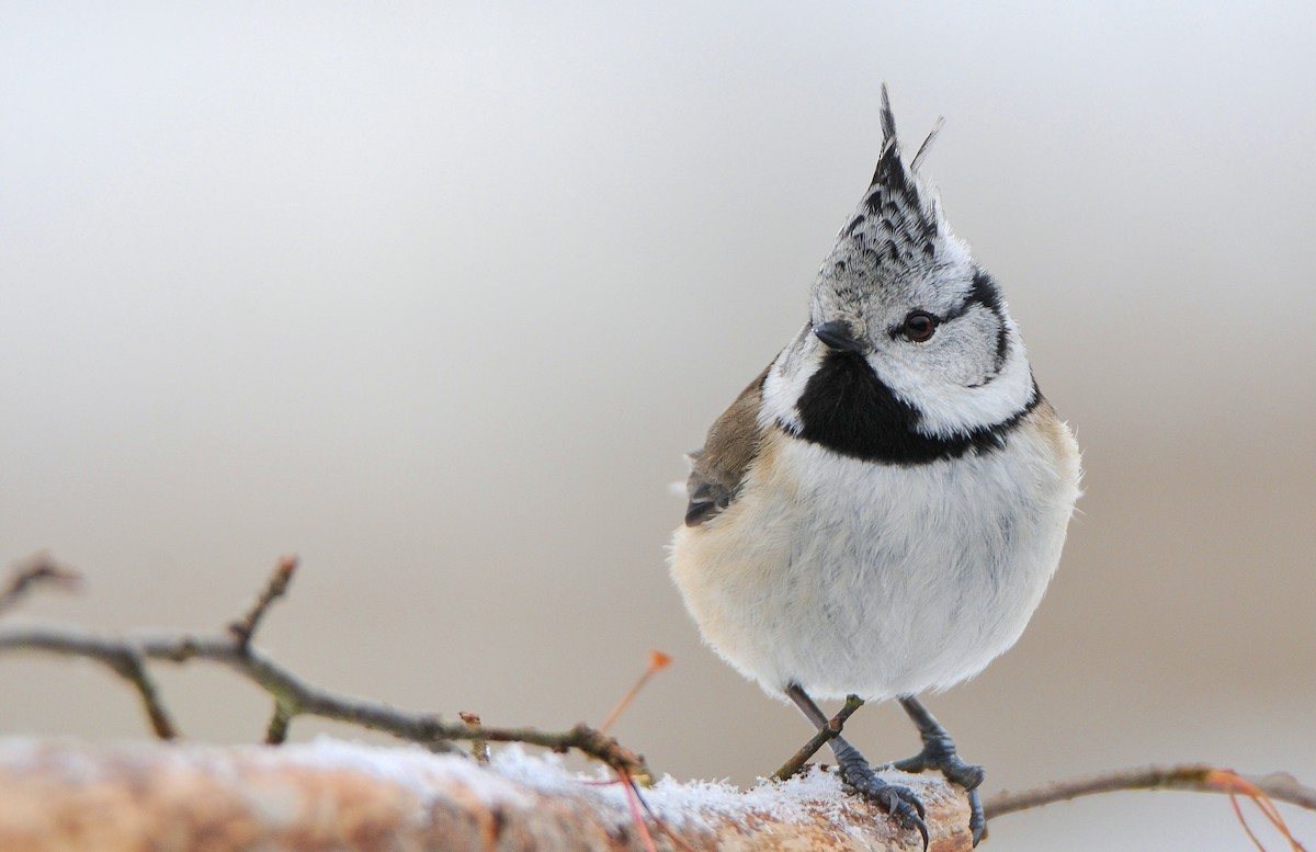 Mésange huppée - ML645773167