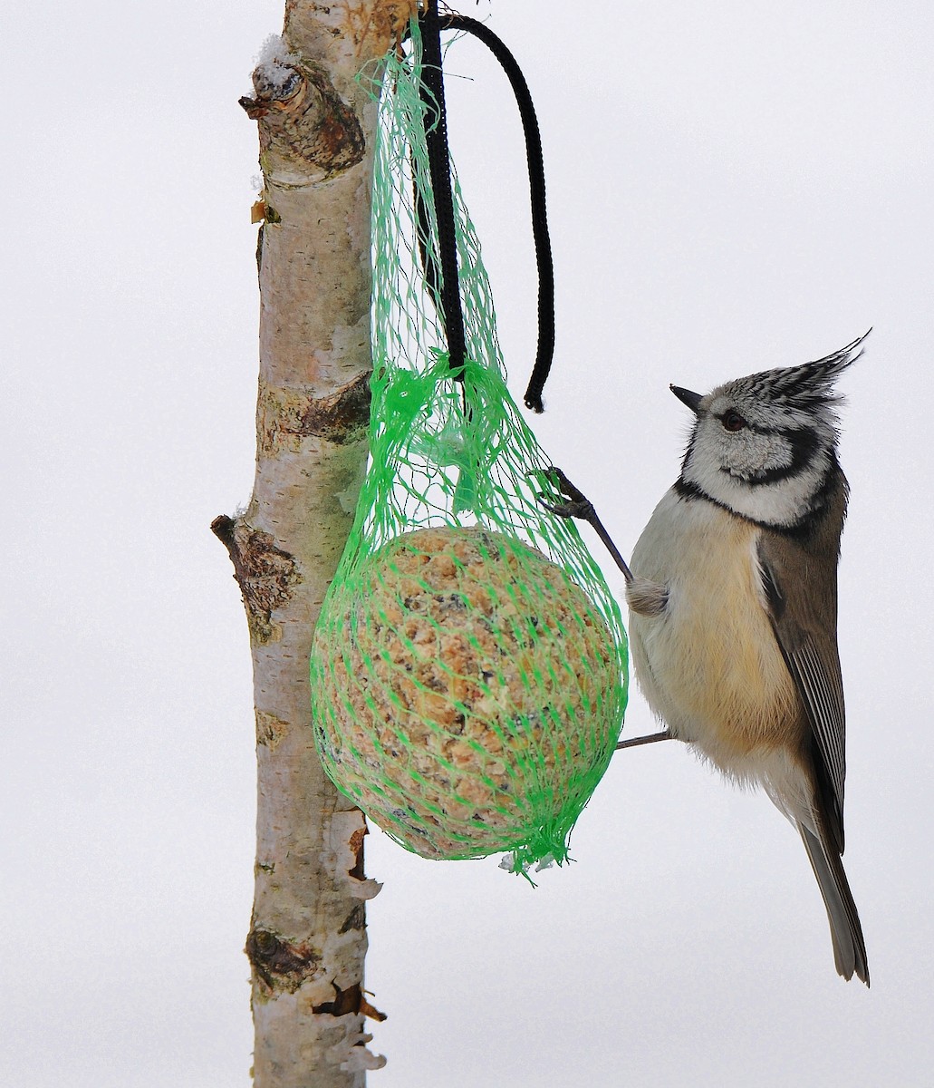 Mésange huppée - ML645773168