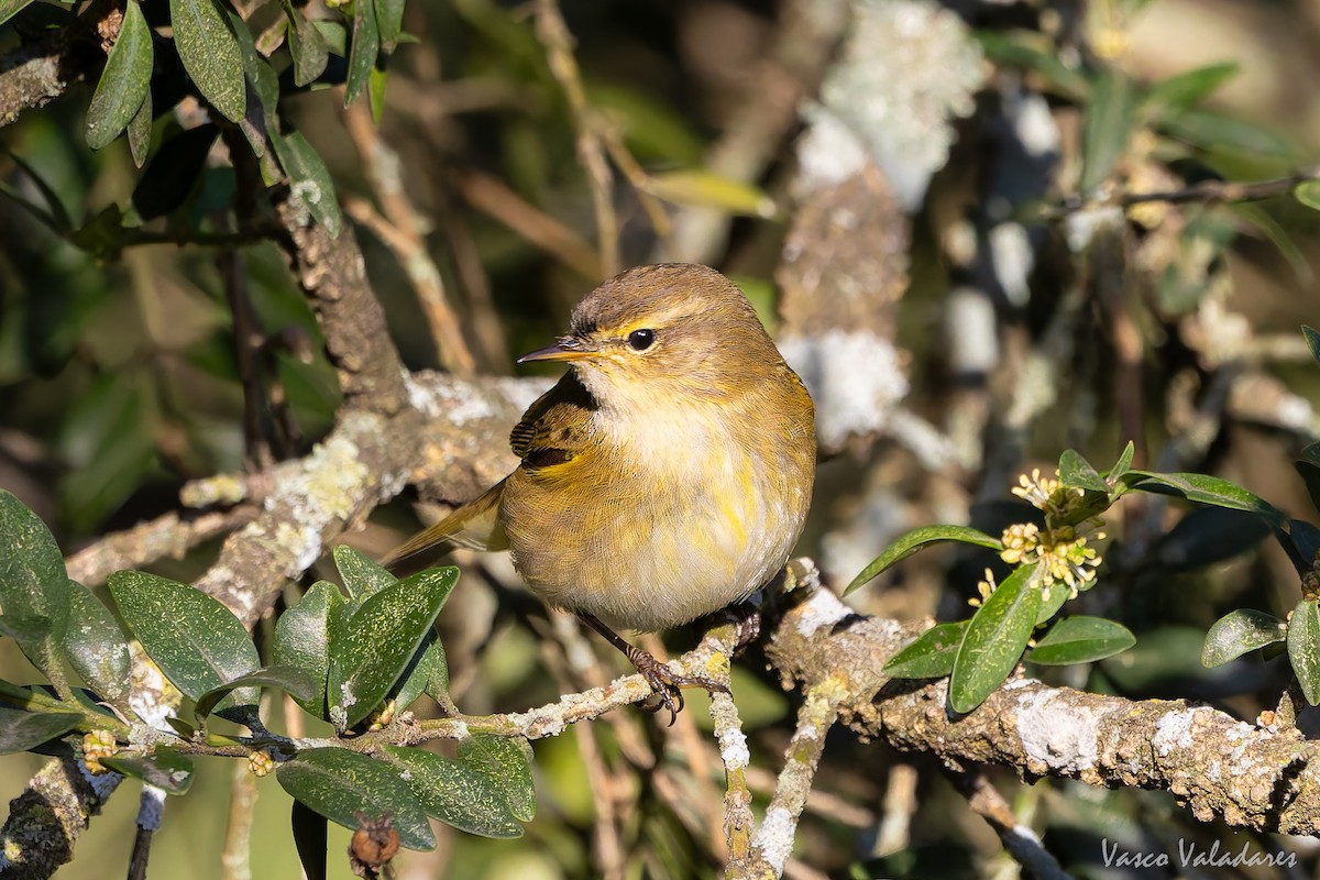 Pouillot véloce - ML645773170