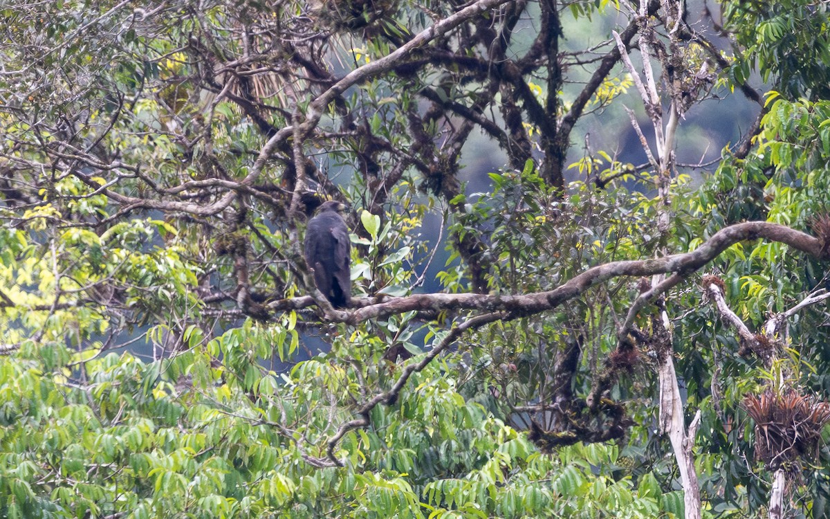 Buse solitaire - ML645773173