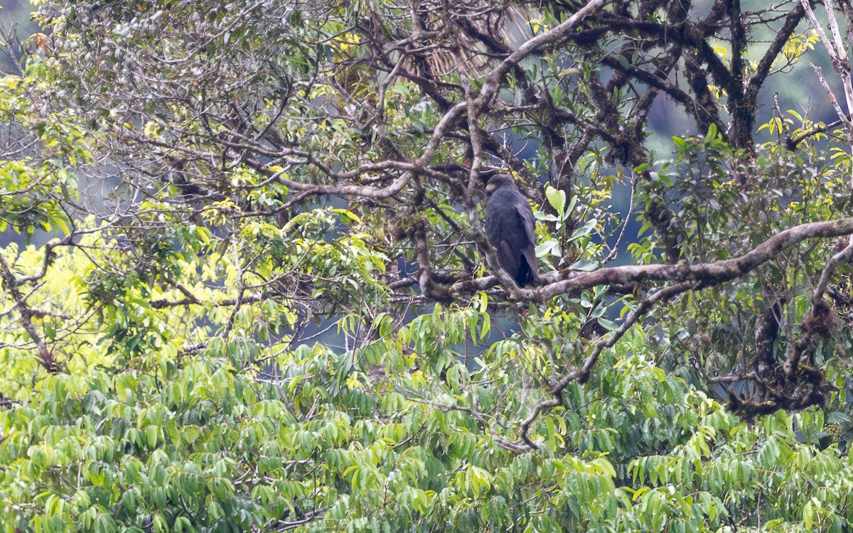 Buse solitaire - ML645773174