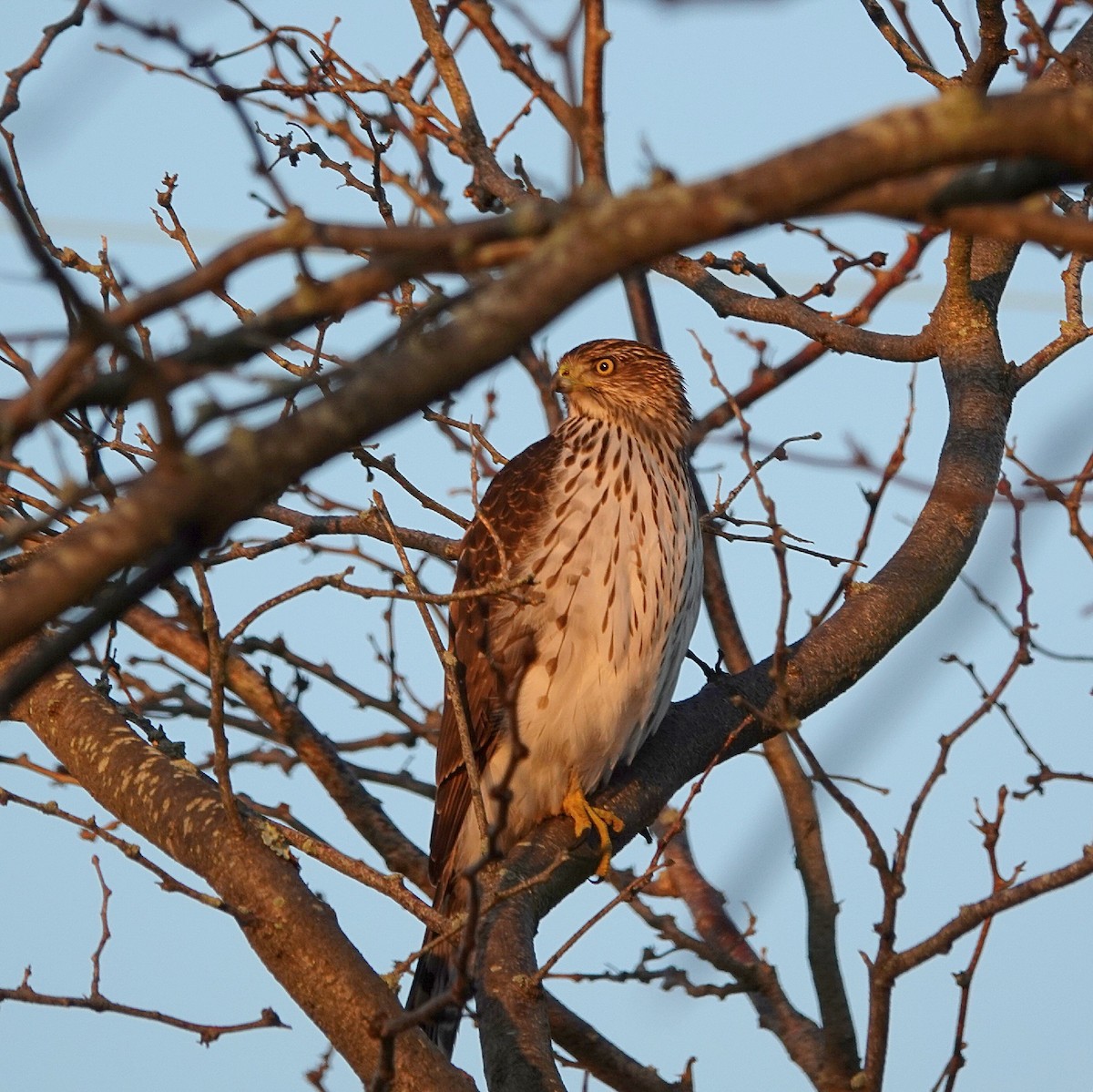 Яструб чорноголовий - ML645773179