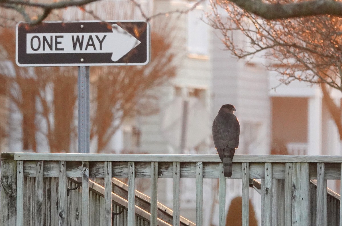 Яструб чорноголовий - ML645773180