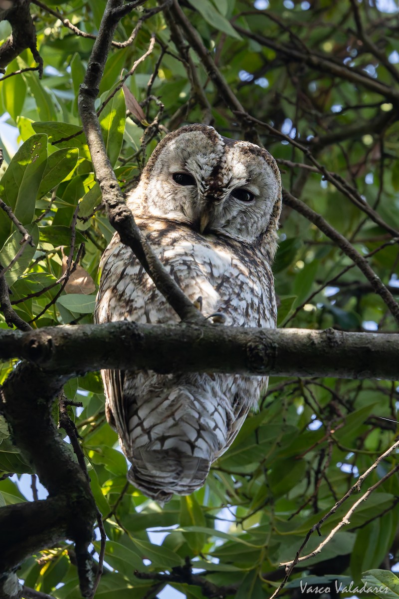 Chouette hulotte - ML645773185