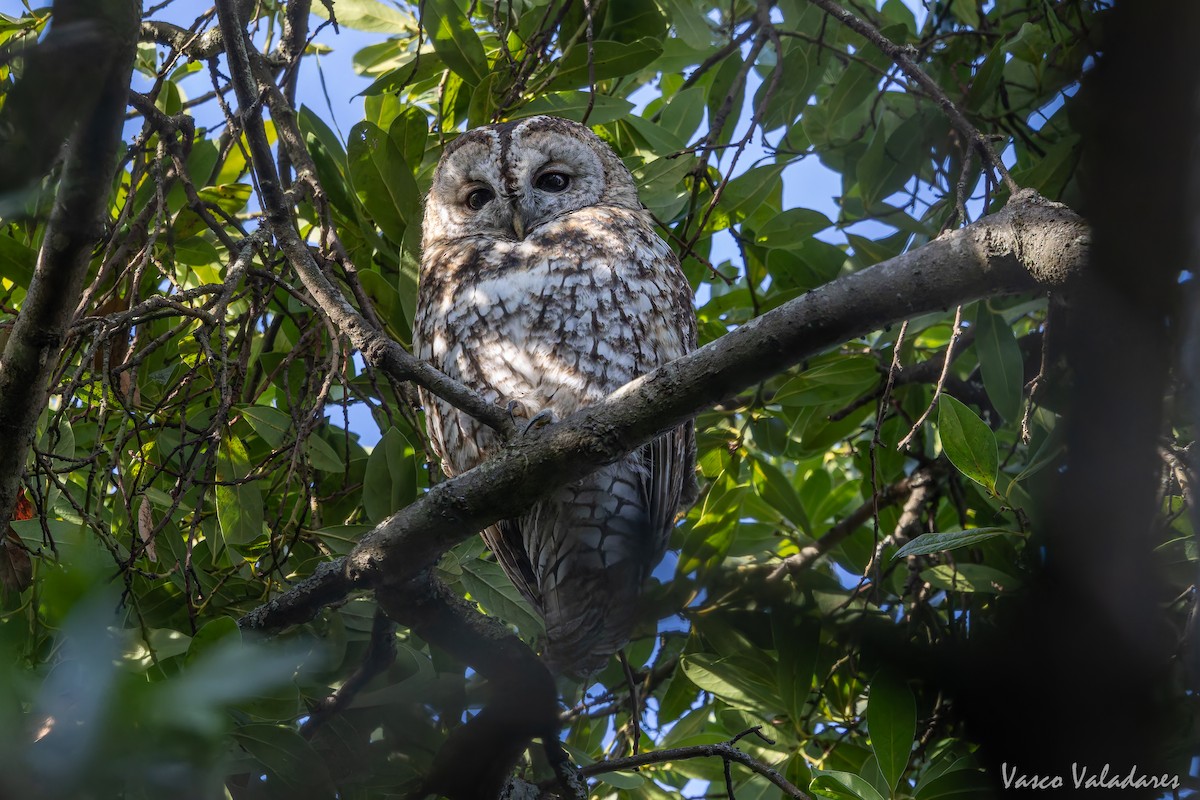 Chouette hulotte - ML645773186