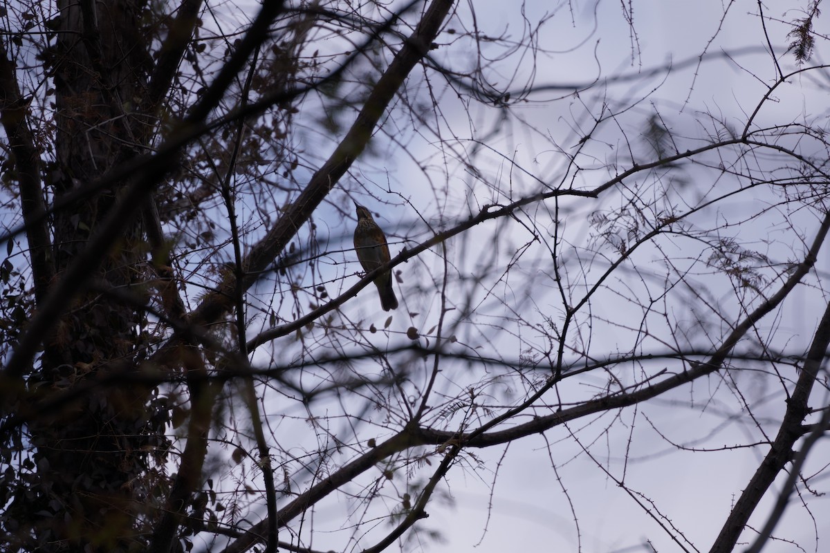 Merle à dos gris - ML645773200