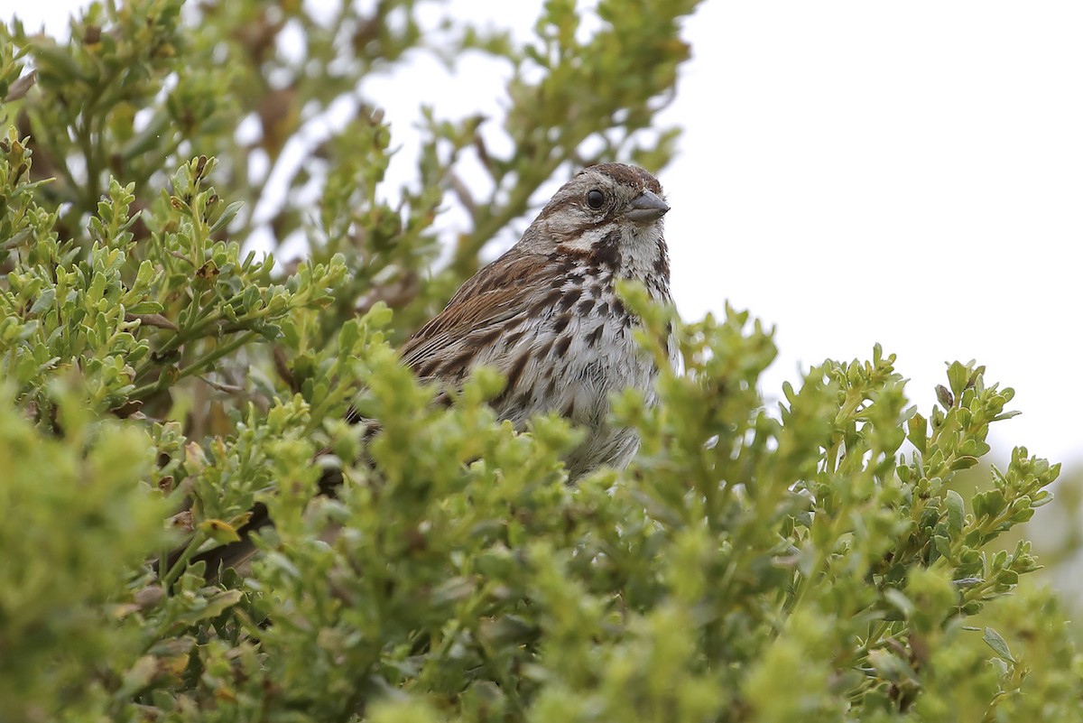 Bruant chanteur - ML645773202