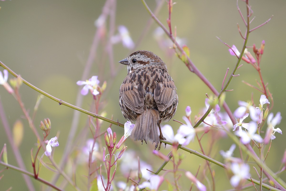 Bruant chanteur - ML645773203