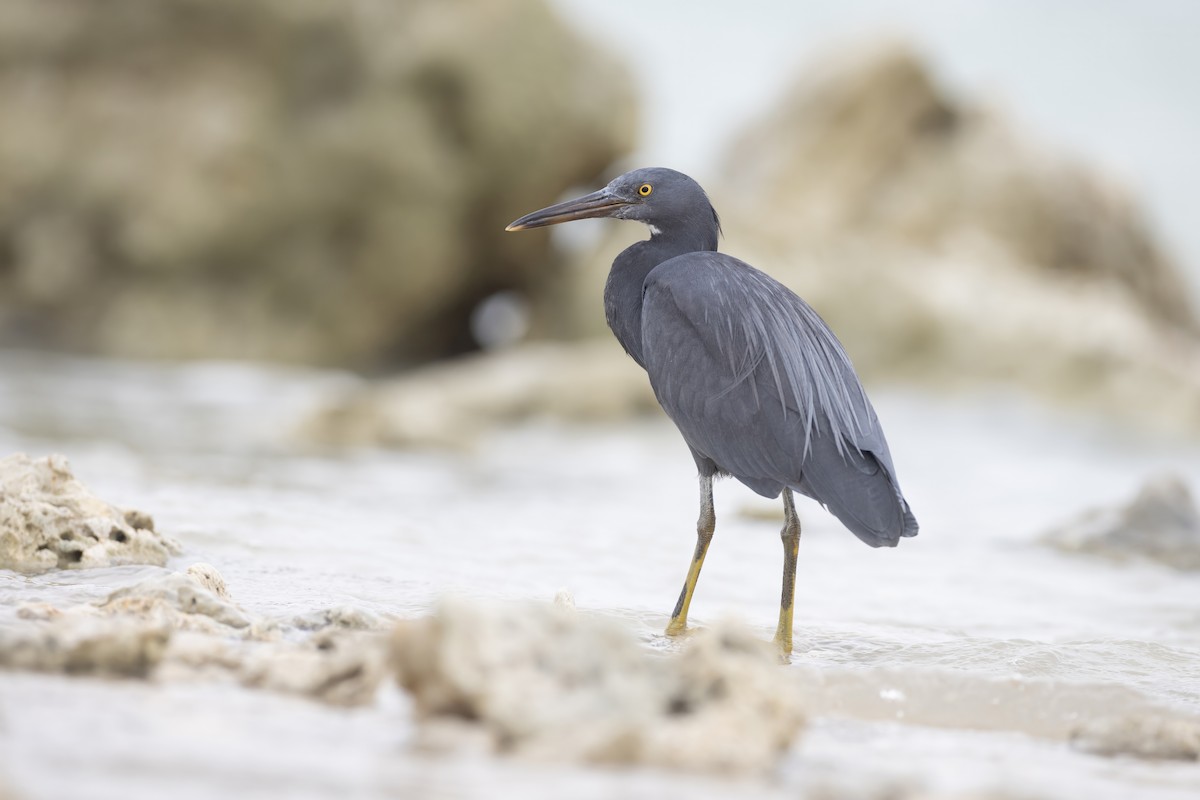 Aigrette sacrée - ML645773205