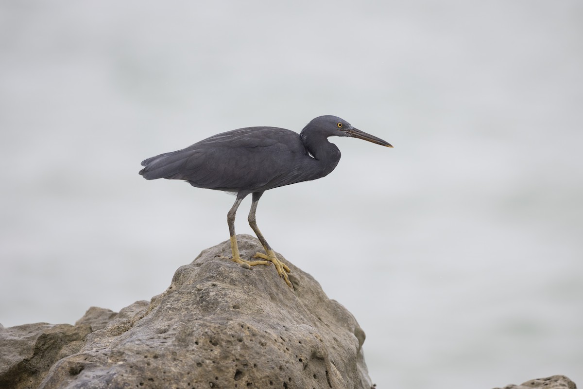 Aigrette sacrée - ML645773206