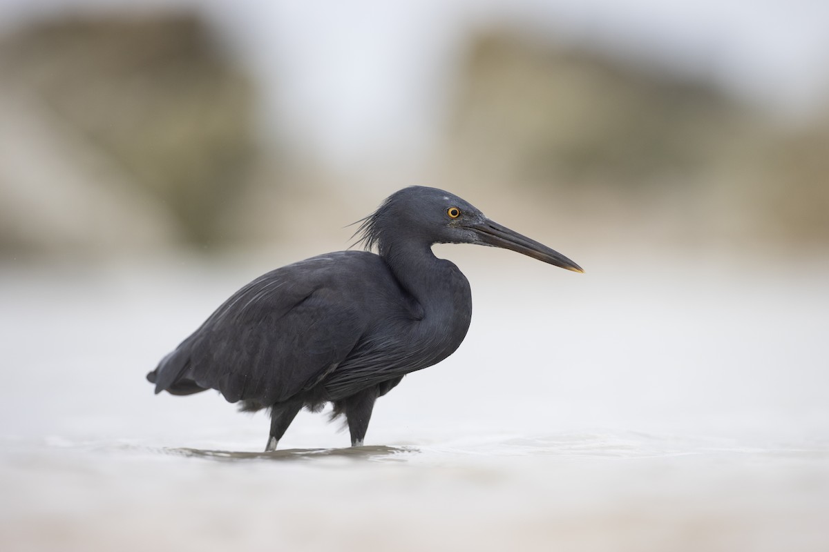 Aigrette sacrée - ML645773207