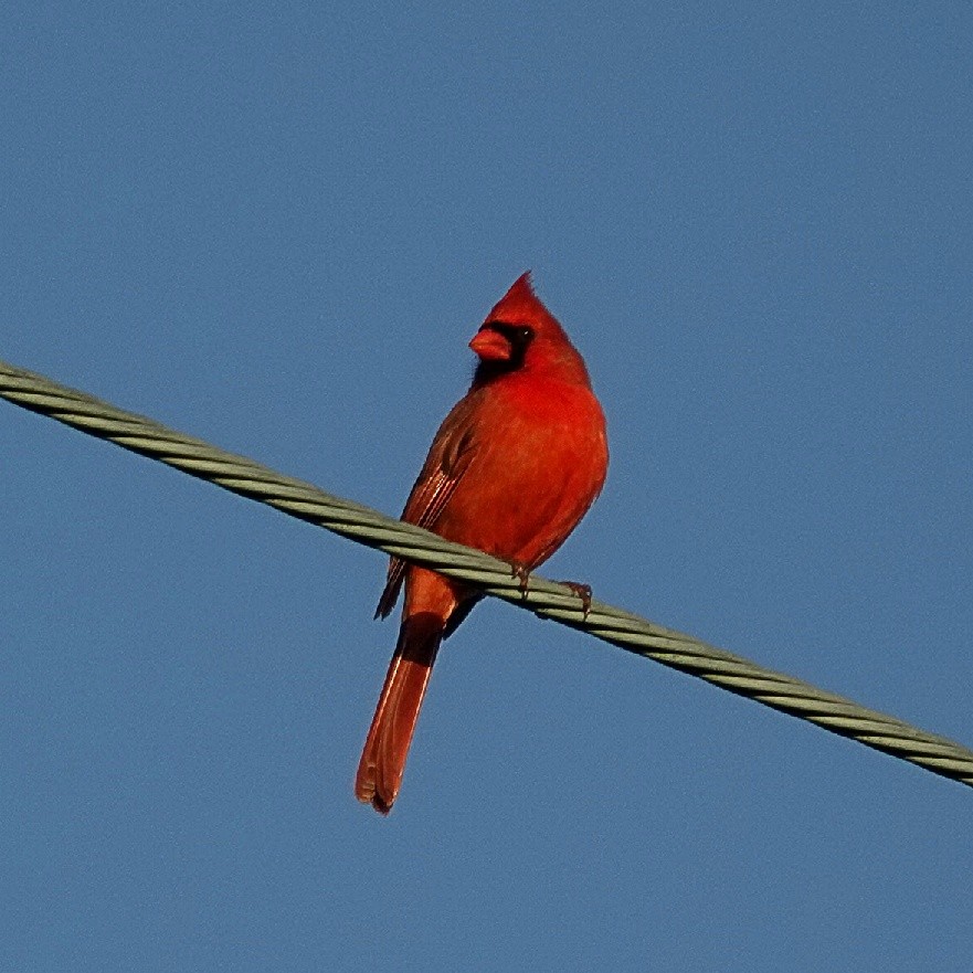 Cardinal rouge - ML645773208