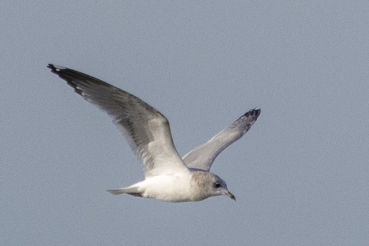 Goéland à bec court - ML645773209