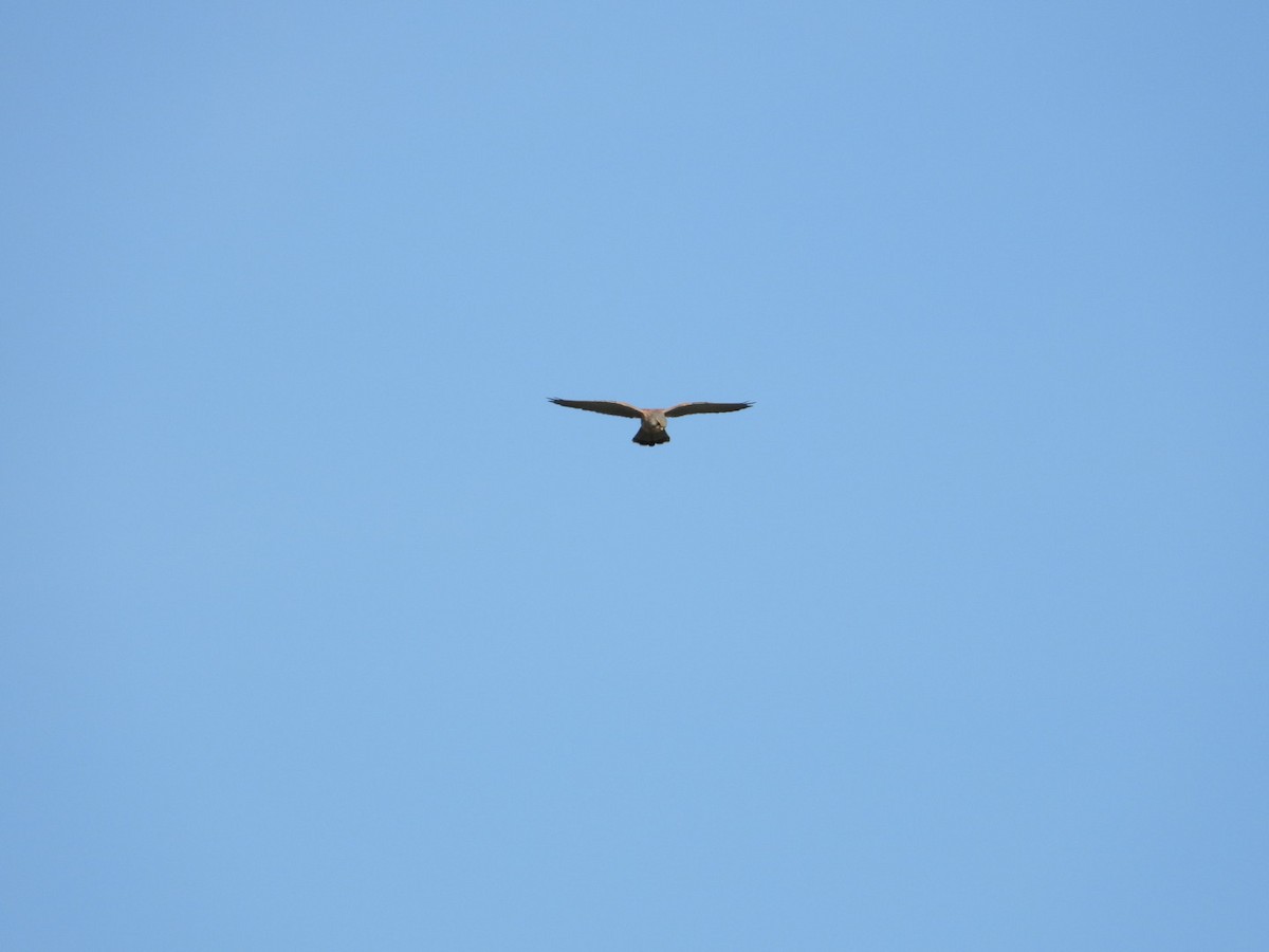 Faucon crécerelle - ML645773210