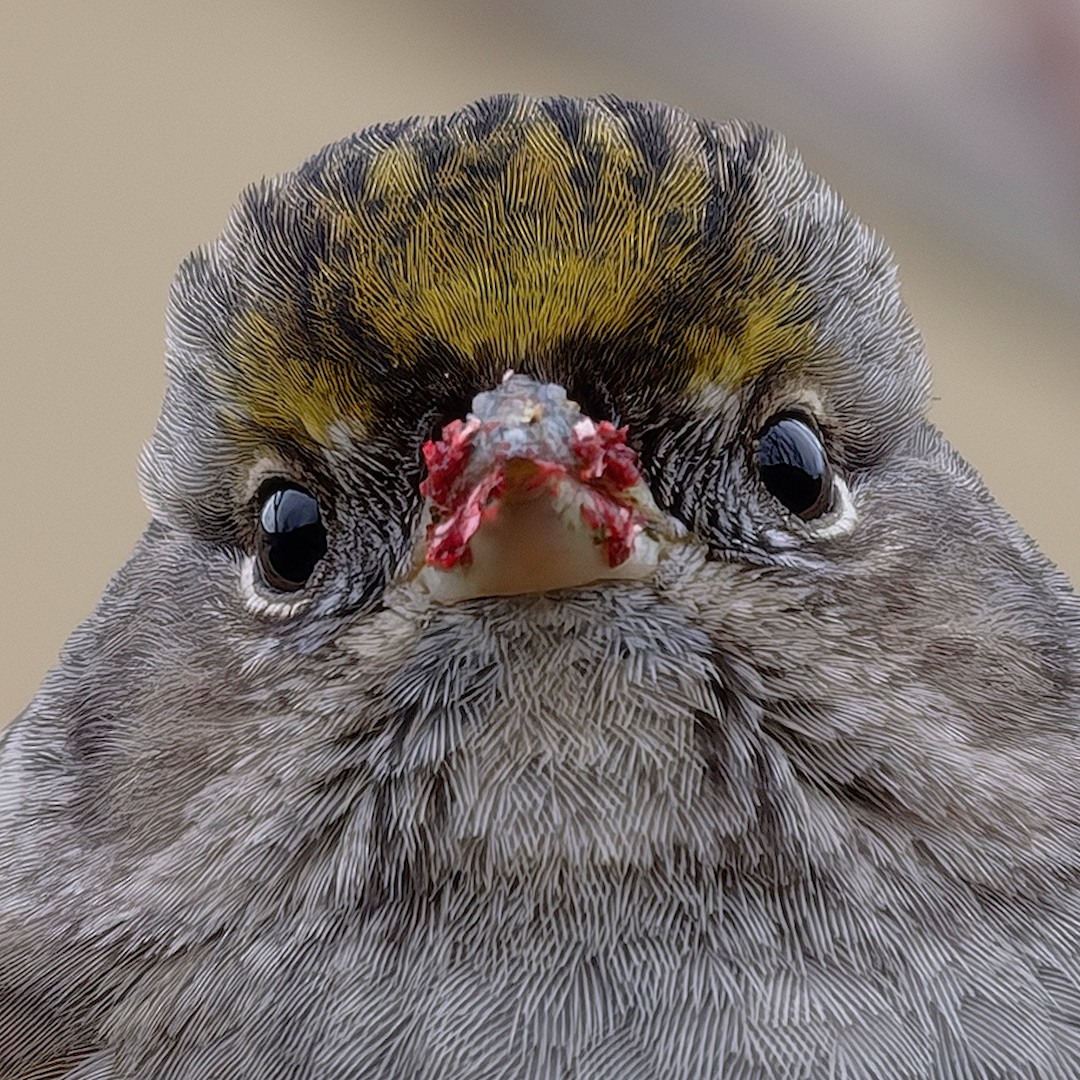 Bruant à couronne dorée - ML645773211