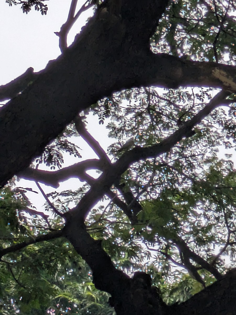 Perruche à collier - ML645773212