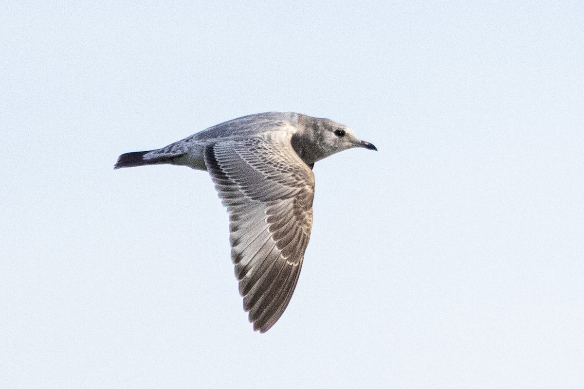 Goéland à bec court - ML645773213