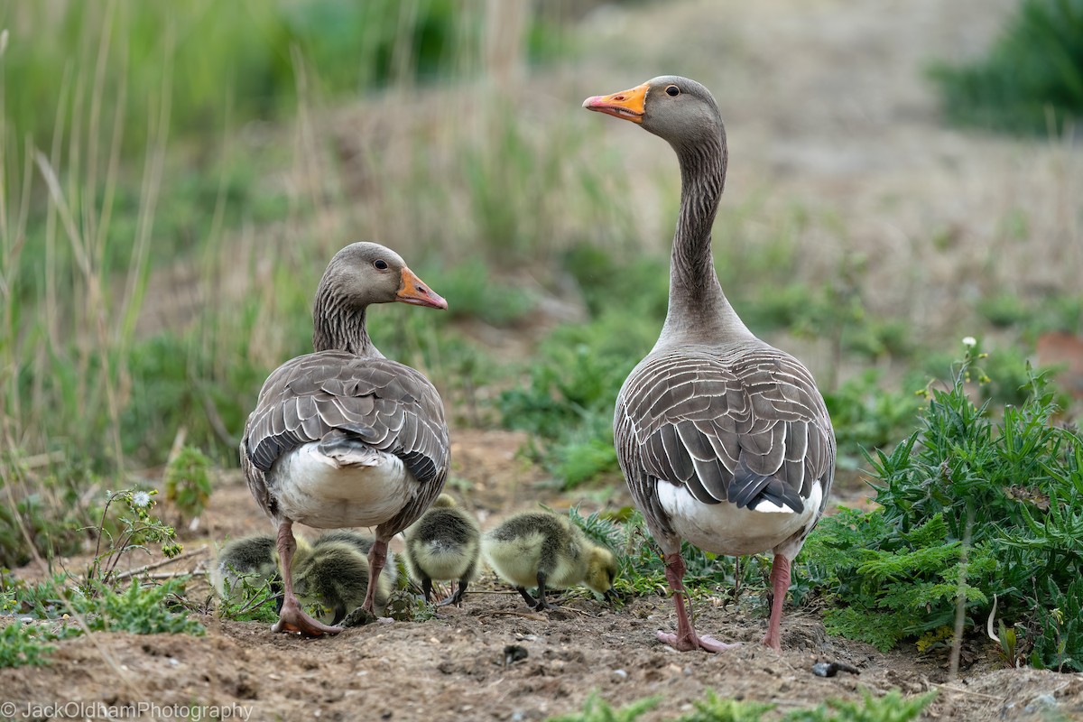 Oie cendrée - ML645773214