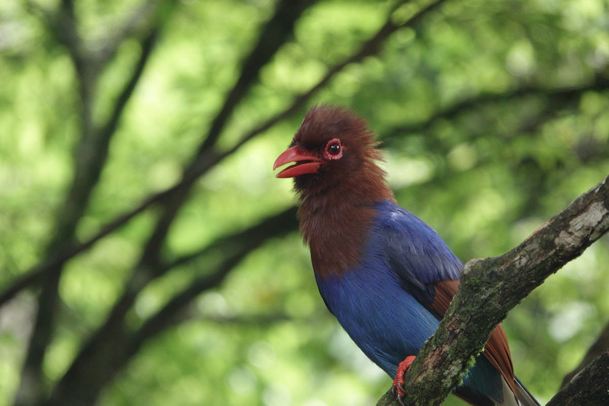 Pirolle de Ceylan - ML645773218