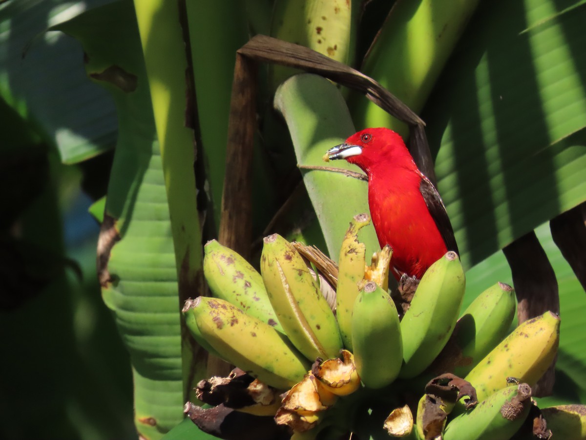 Tangara du Brésil - ML645773219