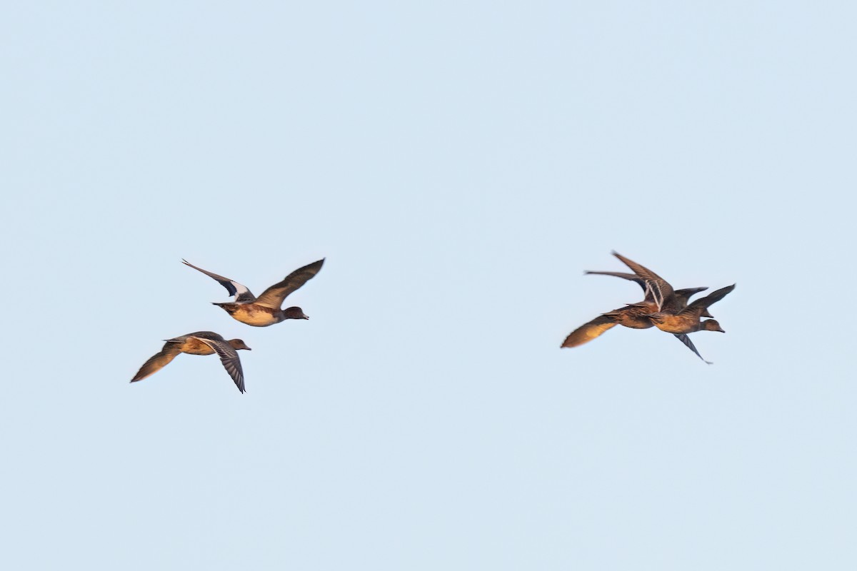 Canard siffleur - ML645773220