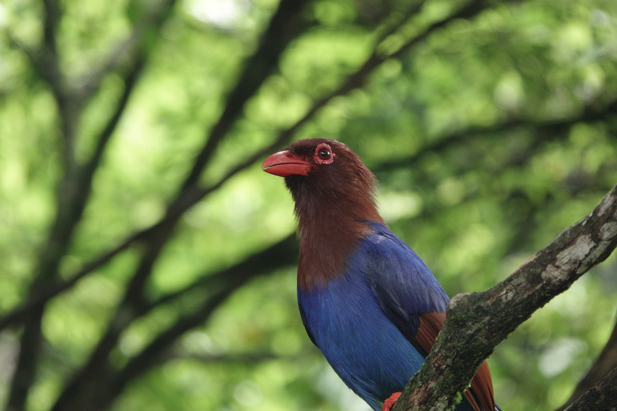 Pirolle de Ceylan - ML645773222