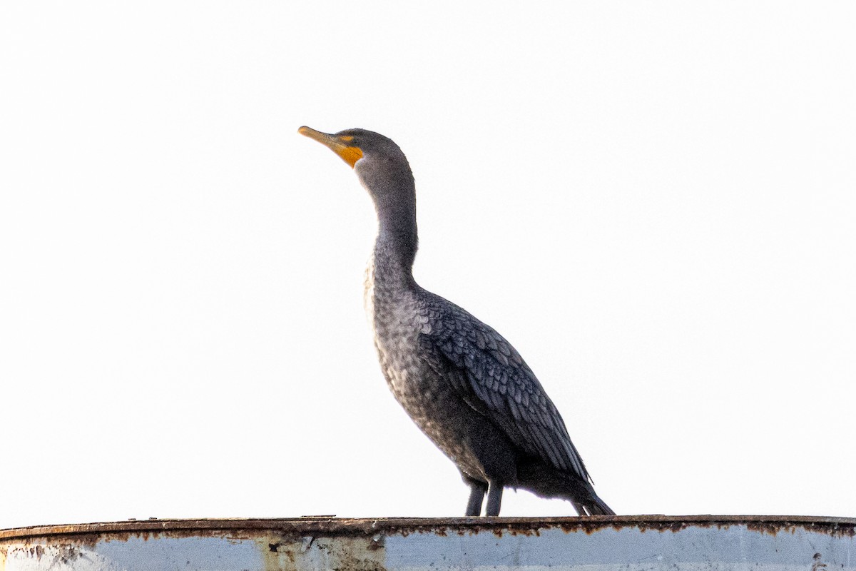 Cormoran à aigrettes - ML645773223