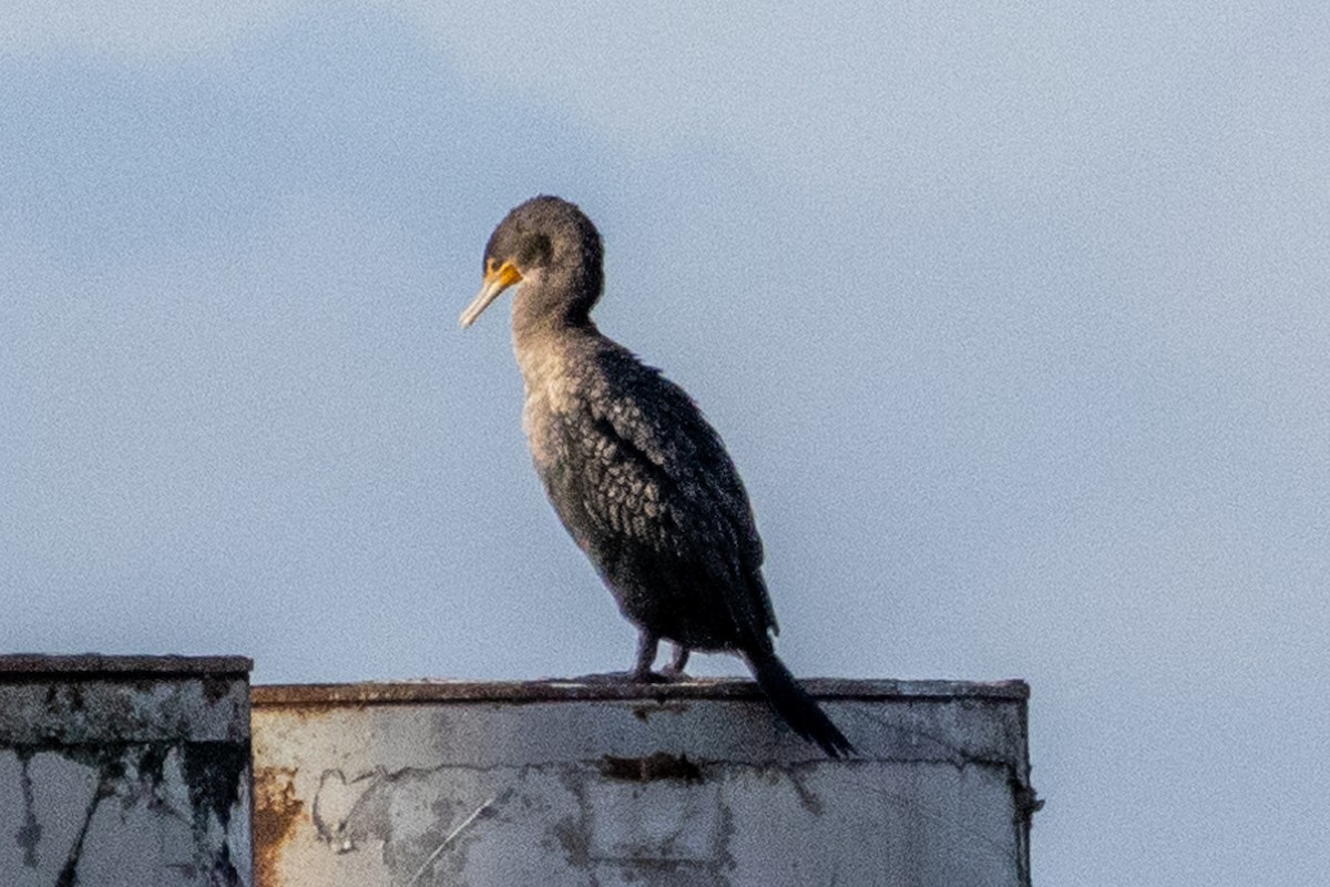 Cormoran à aigrettes - ML645773224