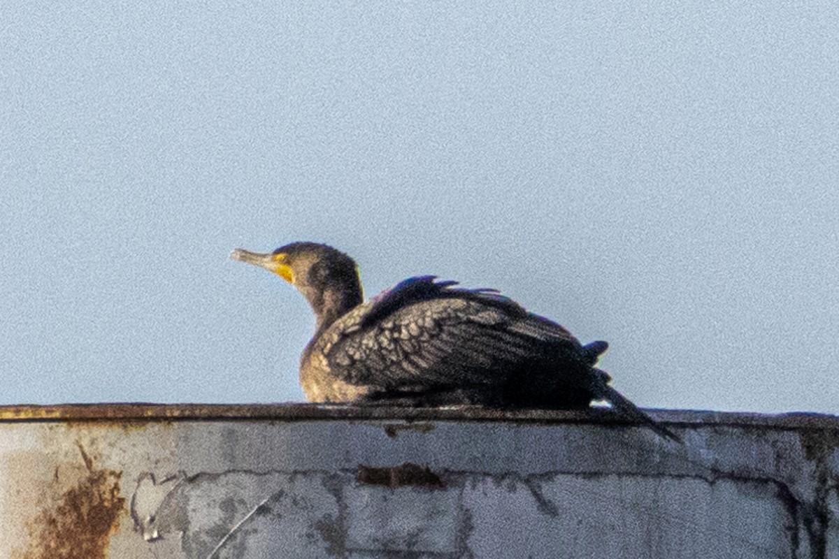 Cormoran à aigrettes - ML645773225