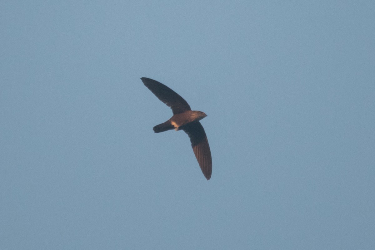 Martinet d'Ussher - ML645773226