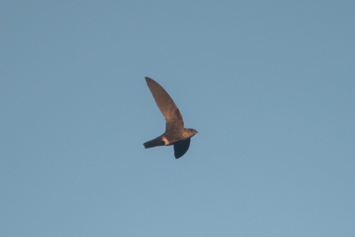 Martinet d'Ussher - ML645773227