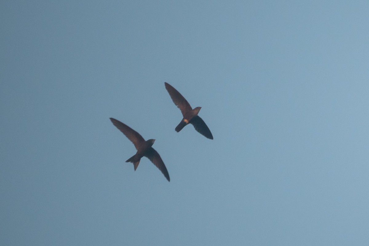 Martinet d'Ussher - ML645773229