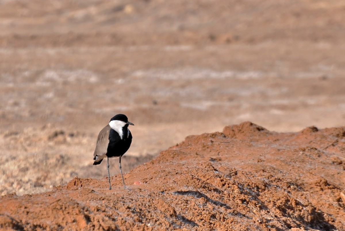 Vanneau à éperons - ML645773230