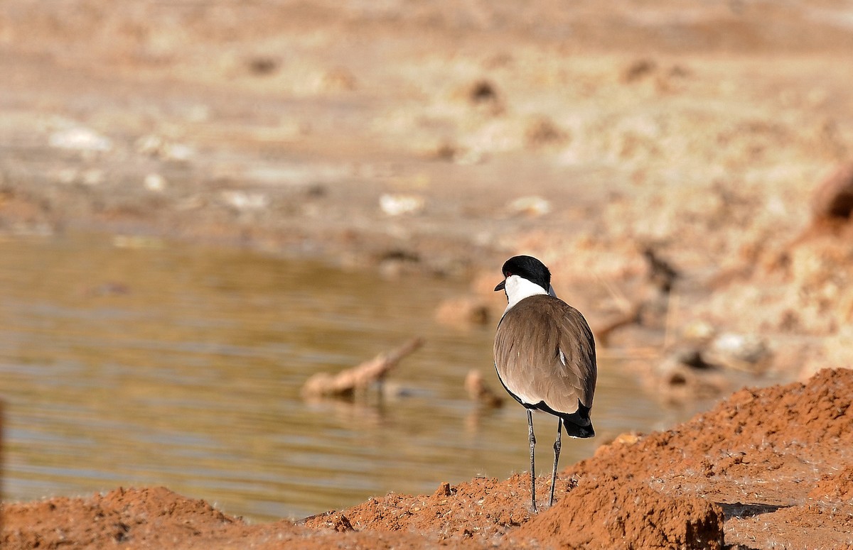Vanneau à éperons - ML645773231